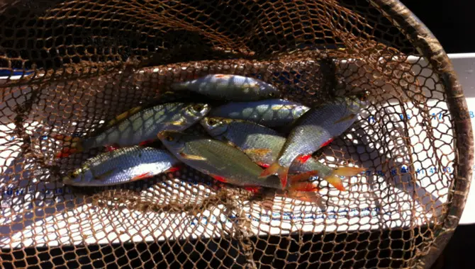 Netting For Fish Population Surveys