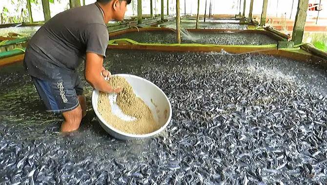 Plan The Fish Production Units