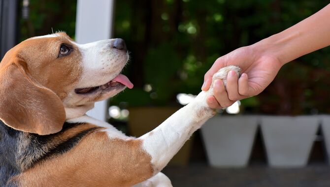 Rewarding Your Dog For Good Behavior
