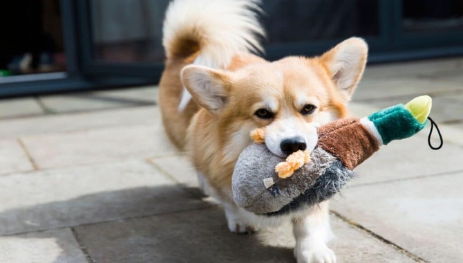 Teaching Your Dog To Pick Up The Toy