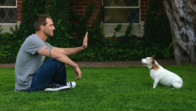 Teaching Your Dog To Stay