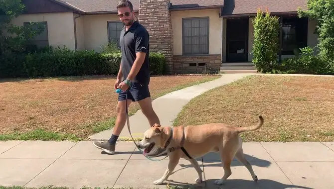 Teaching Your Dog To Walk On A Loose Leash