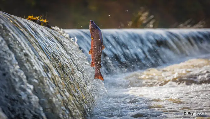 The Impact Of Fish Mortality In Dams