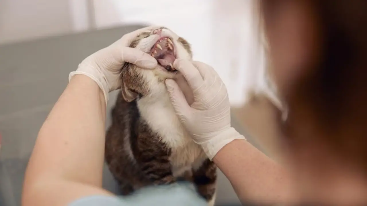 Treatment For Sore Throat And Mouth Sores In Cats