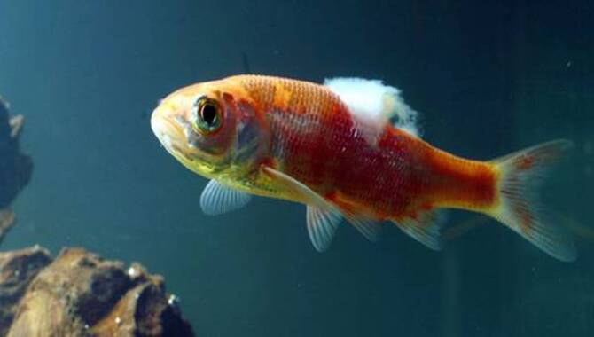 Treatment Options For Fish Diseases