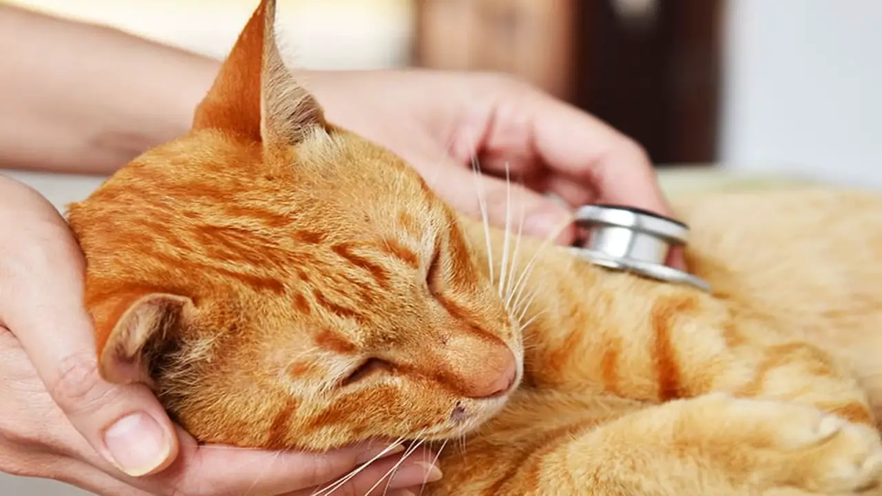 Treatments For Cough In Cats