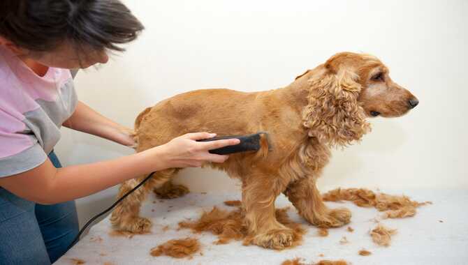 Trim Your Dog's Hair – But Use Caution