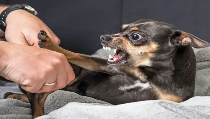 Understanding Signs Of Dog Aggression