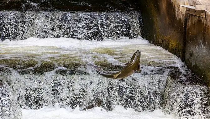 Understanding The Impact Of Dams On Fish