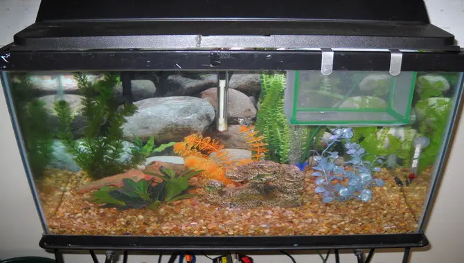 What Are Some Common Mistakes To Avoid When Setting Up A Freshwater Fish Tank