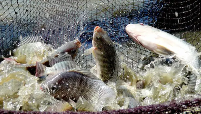 What Are The Benefits Of Raising Tilapia In A Backyard Pond