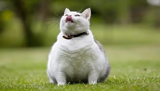 What Are The Most Common Causes Of Overweight Cats