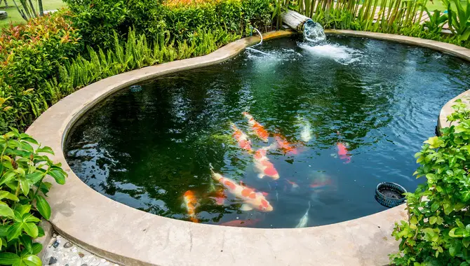 What Are The Steps For Starting A Koi Pond