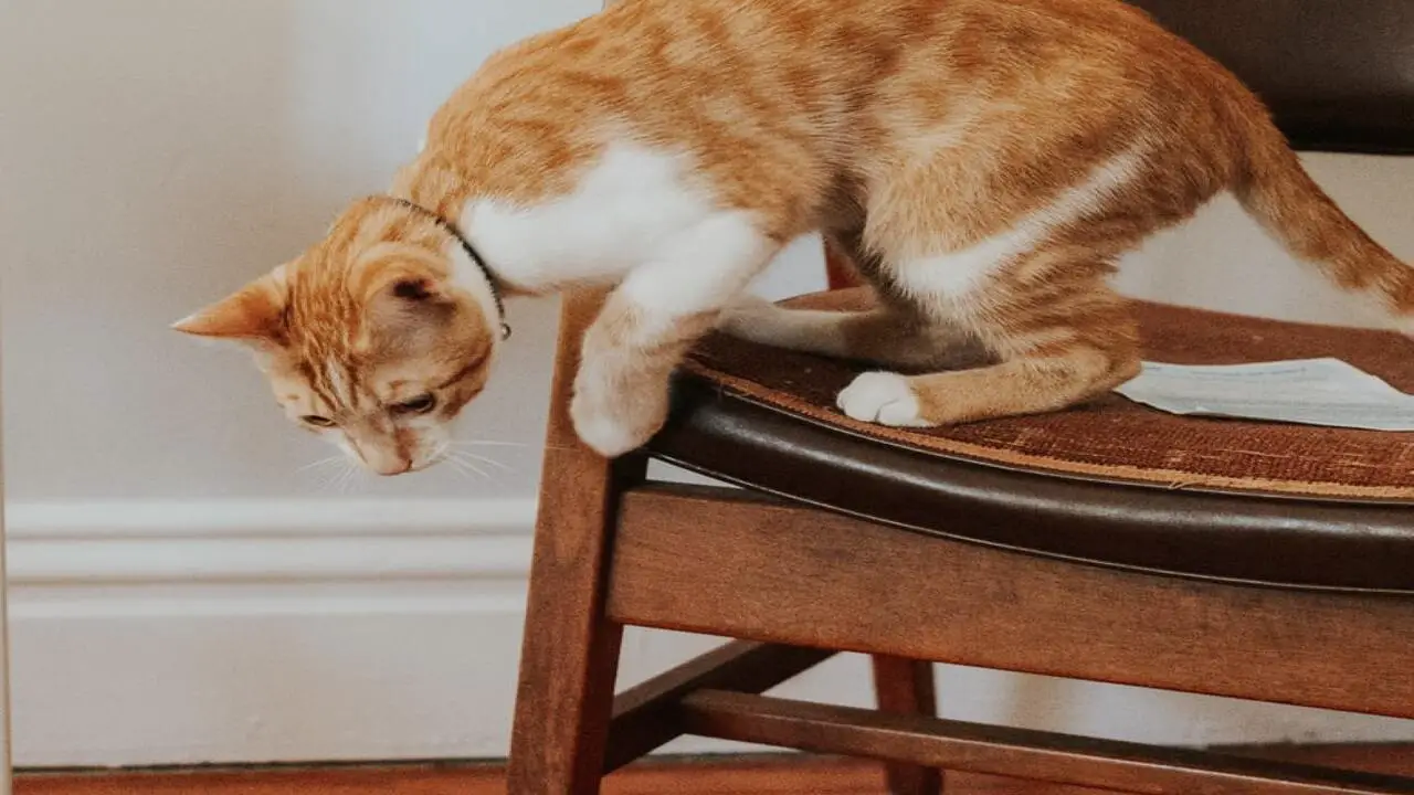 What To Do If Your Cat's Pouncing Behaviour Continues