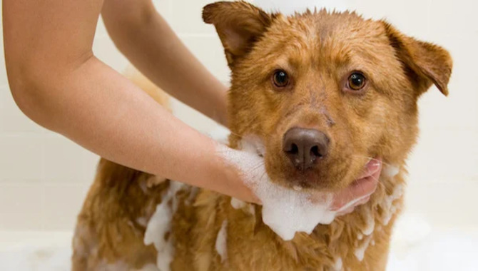 When Bathing Your Dog, Keep These Tips In Mind