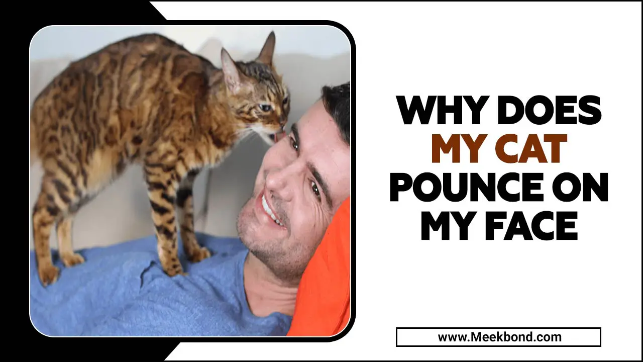 Why Does My Cat Pounce On My Face? Cat’s Psychology Explained