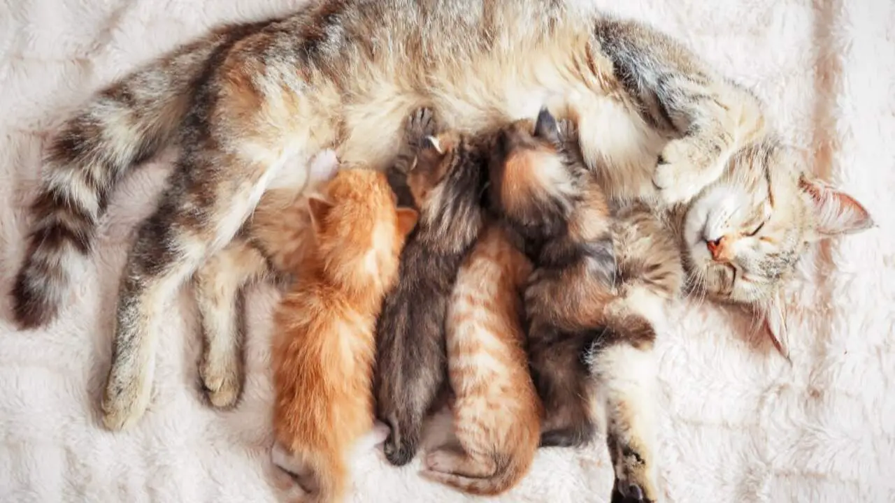 5 Signs Your Mother Cat Is Rejecting Her Newborn Kittens