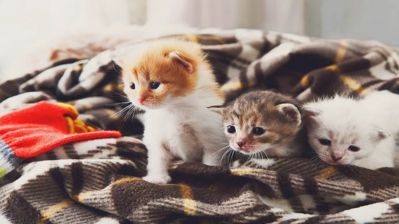 6 Causes Of A Newborn Kitten Not Latching On To Mom