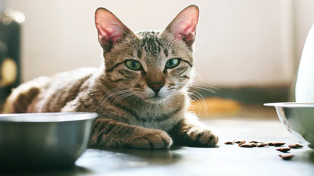 9 Common Causes Of A Cat Not Eating After An Enema