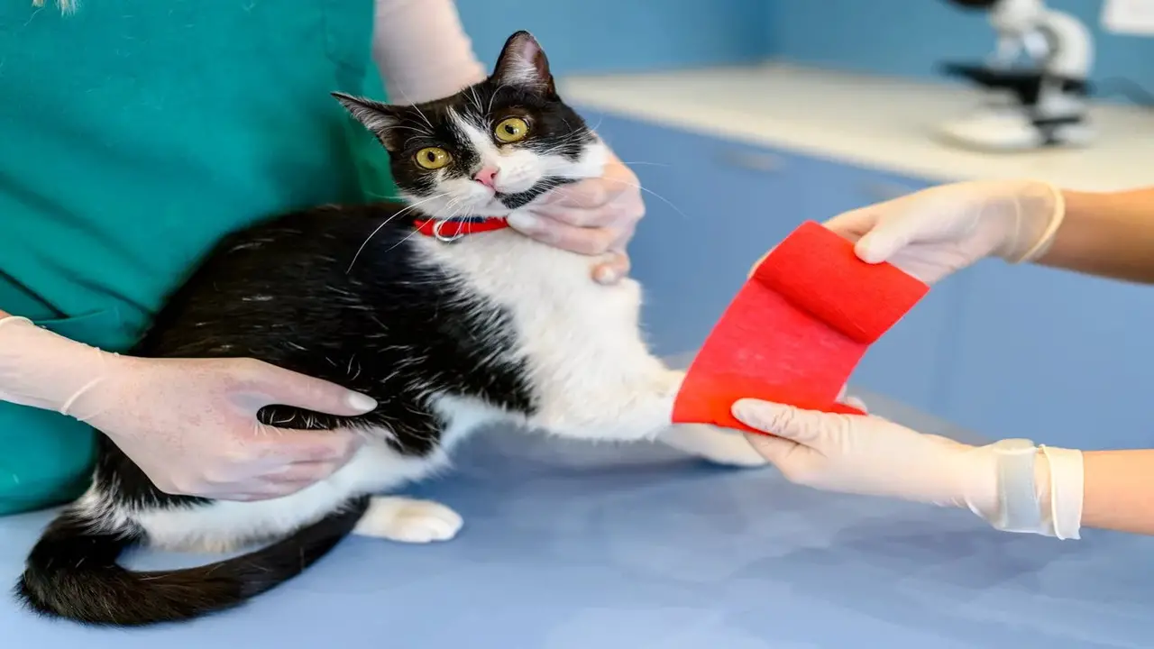 Another Way To Remove A Cat Paw Swollen From A Bandage