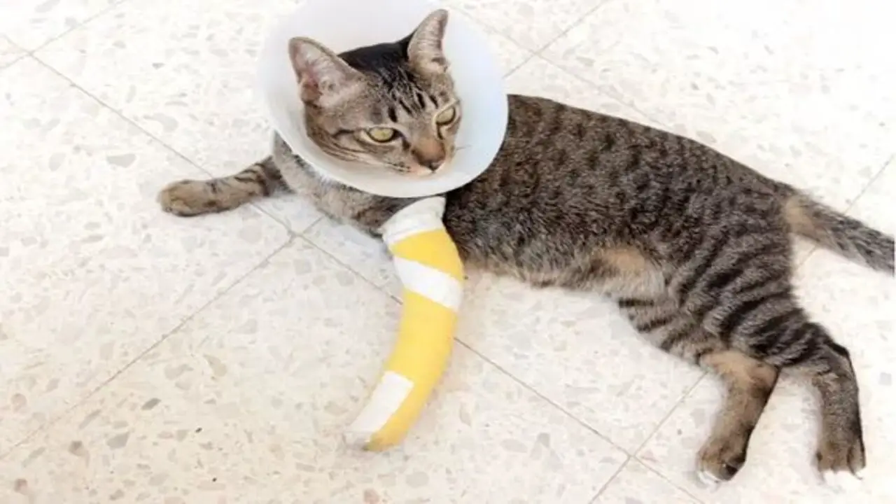 Bandage and Splint Care in Cats