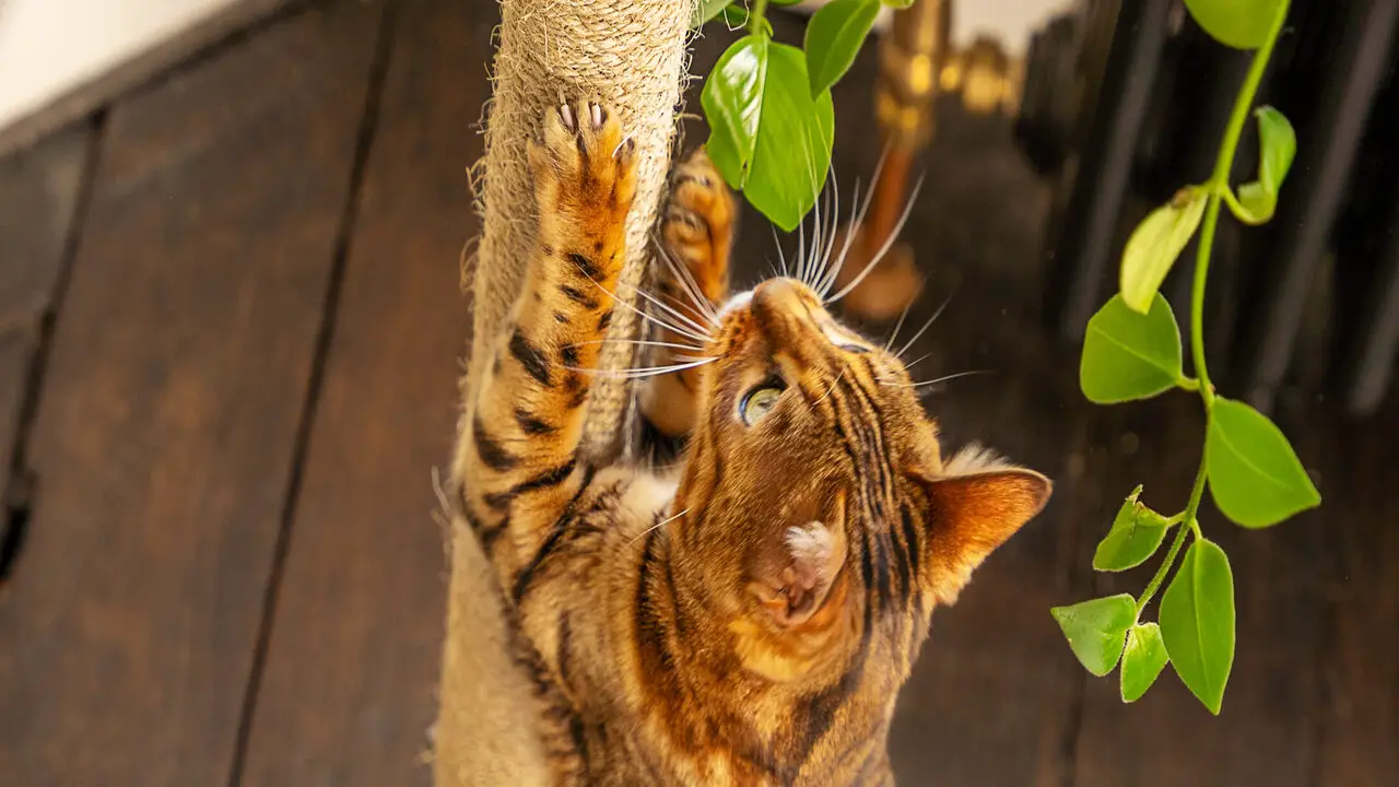 Can Cat Scratches Kill A Tree How Do I Treat My Trees
