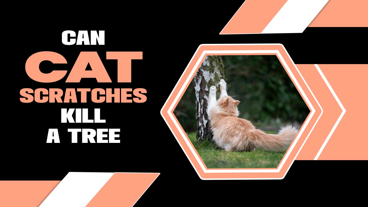 Can Cat Scratches Kill A Tree? An Easy Explanation