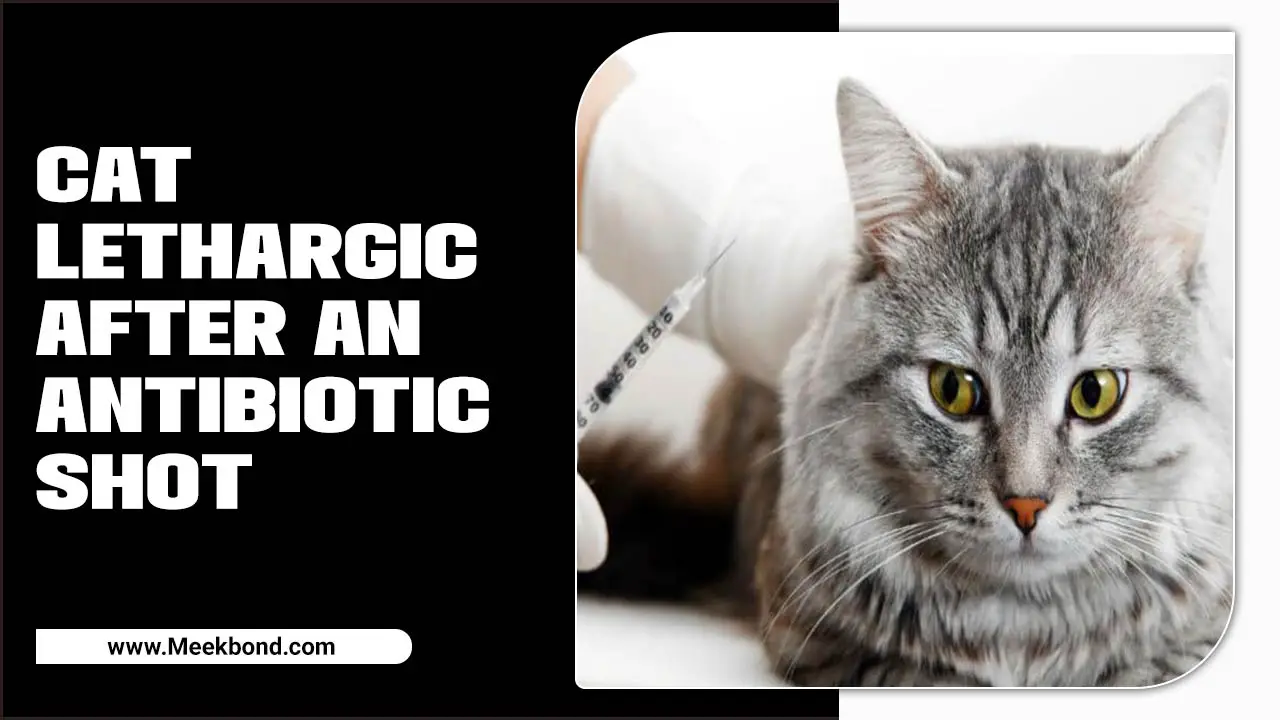 Cat Lethargic After An Antibiotic Shot – Causes & How To Restore Its Energy  