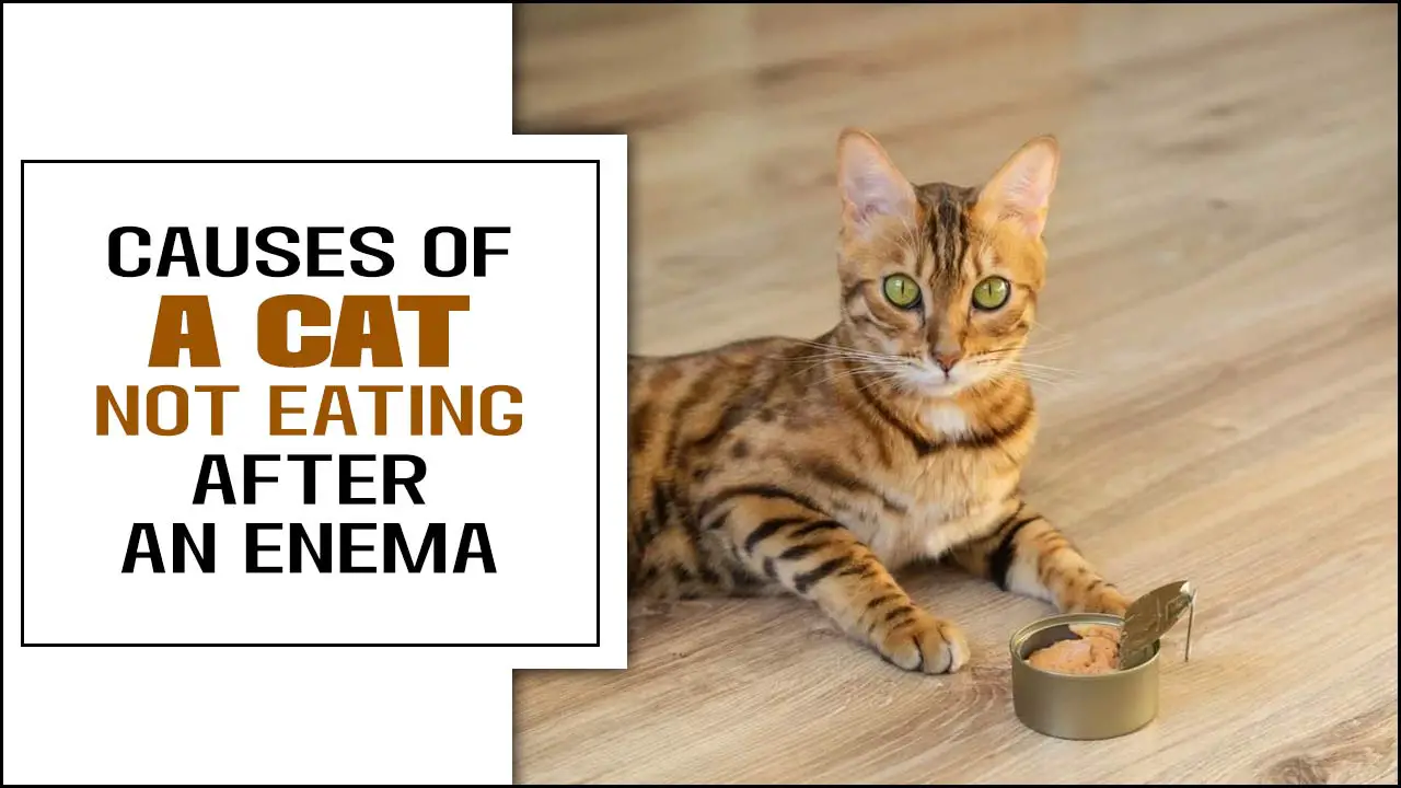 Common Causes Of A Cat Not Eating After An Enema – A Beginner’s Guide