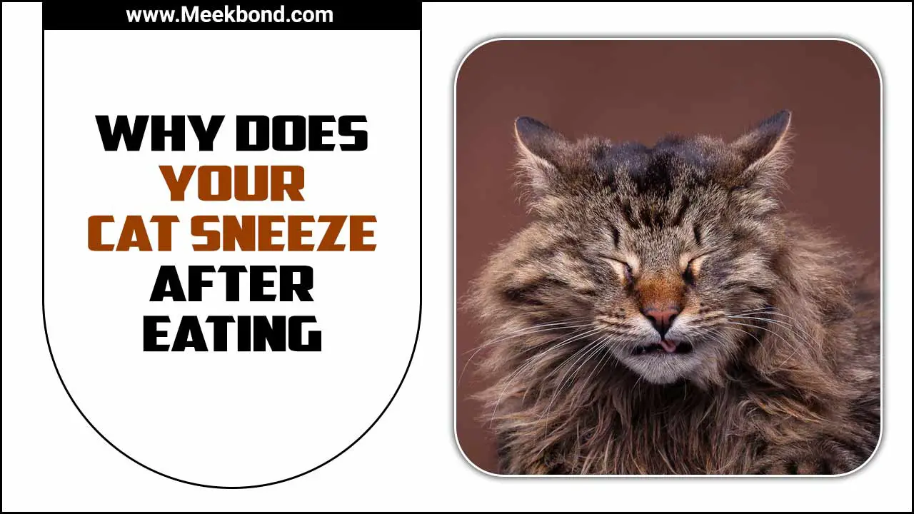 Why Does Your Cat Sneeze After Eating? – Explained!