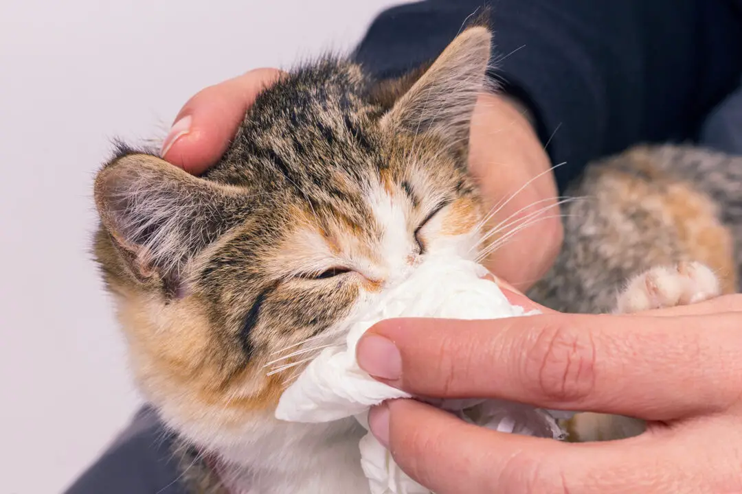 Cats Sneezing and Feline Upper Respiratory Infections (URIs)