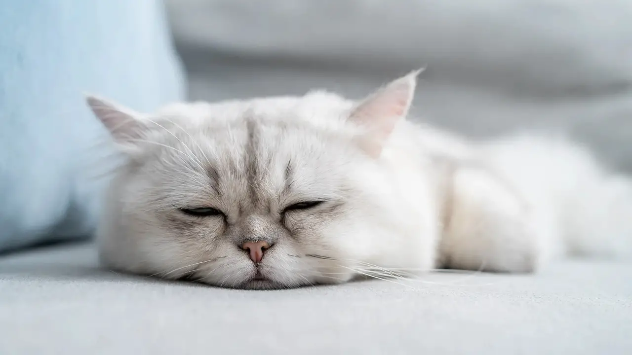 Causes Of Lethargy In Cats