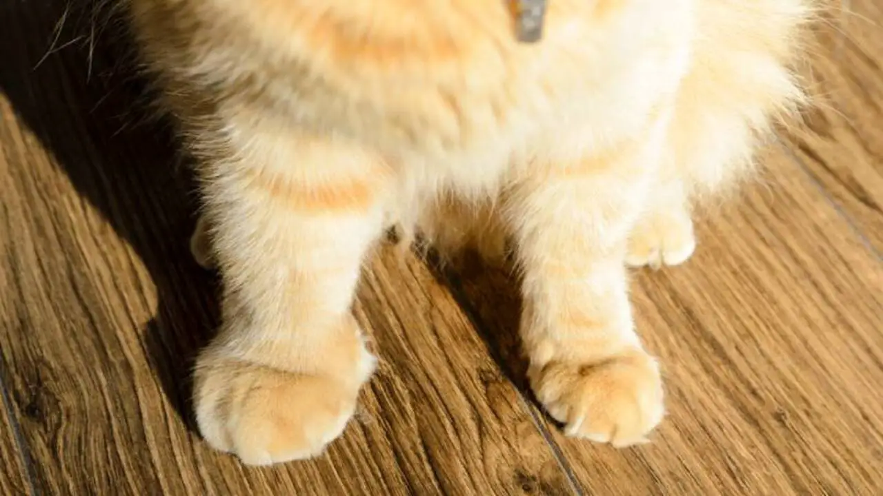 Causes Of A Swollen Paw