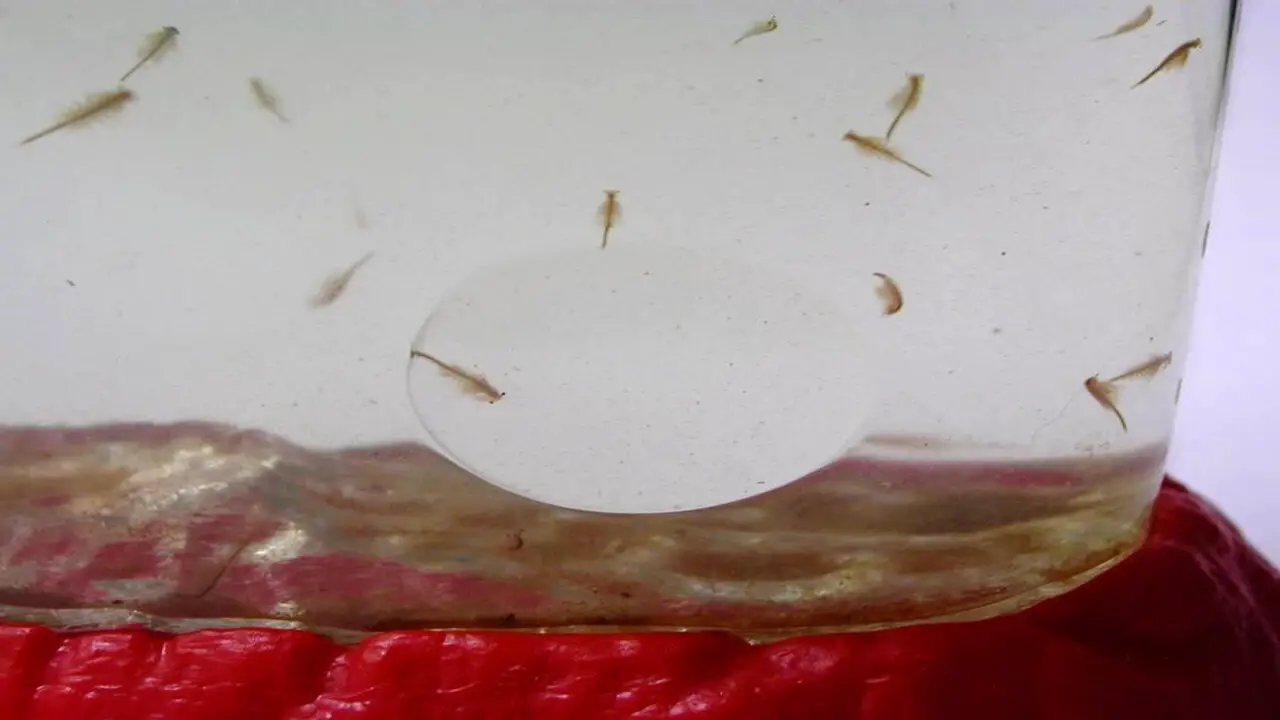 How Do I Care For Sea Monkeys After They Hatch