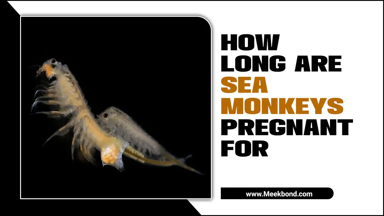How Long Are Sea Monkeys Pregnant For? Amazing Fact