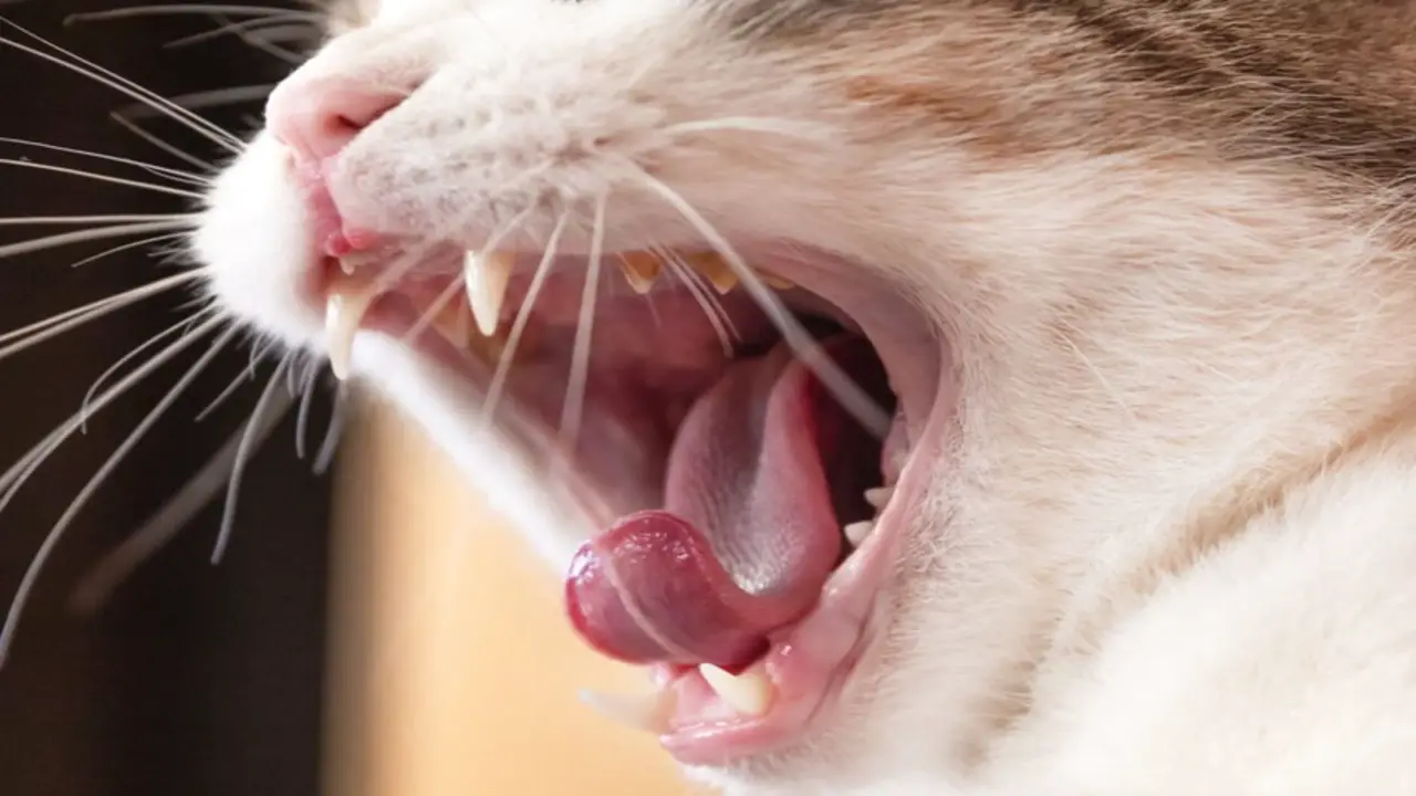 How Long Can A Cat Live With Stomatitis