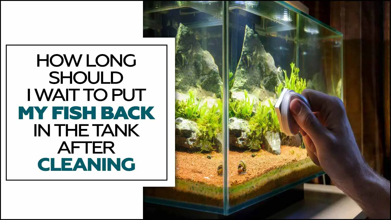 How Long Should I Wait To Put My Fish Back In The Tank After Cleaning?