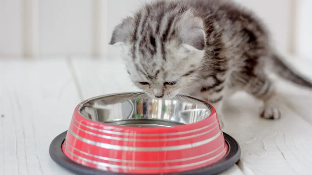 How Much To Feed A 5-Month-Old Kitten