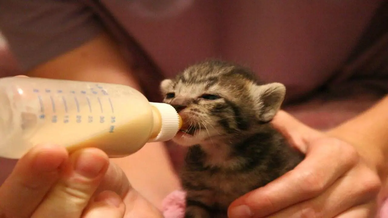 How Often Should You Bottle-Feed A Kitten