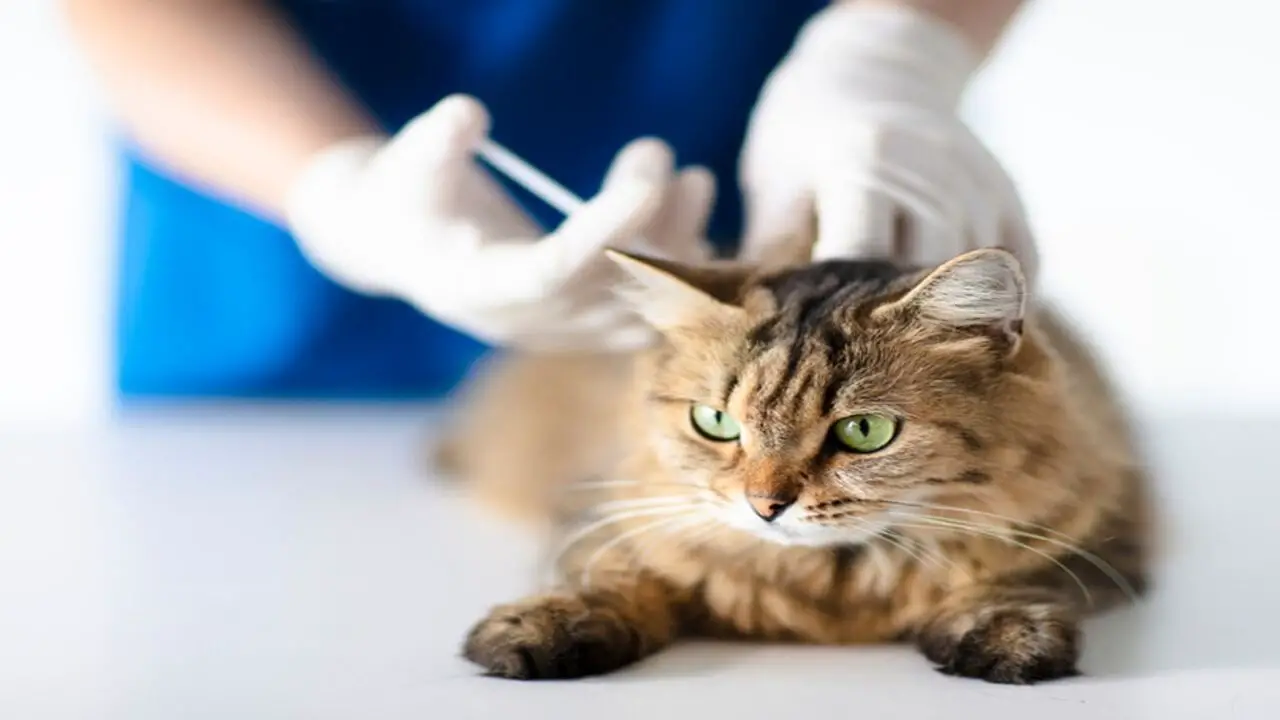 How To Cure Lethargy In A Cat After Receiving An Antibiotic Shot