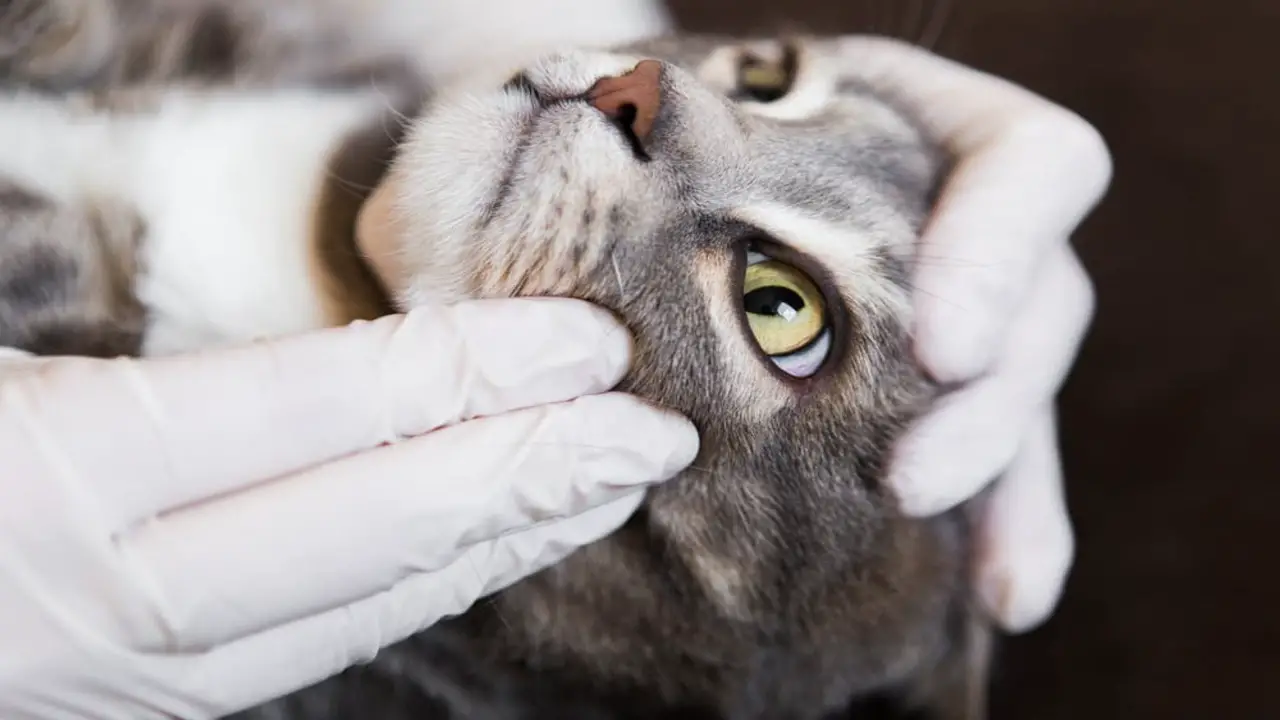 How To Diagnose Putting A Cat Down With Stomatitis