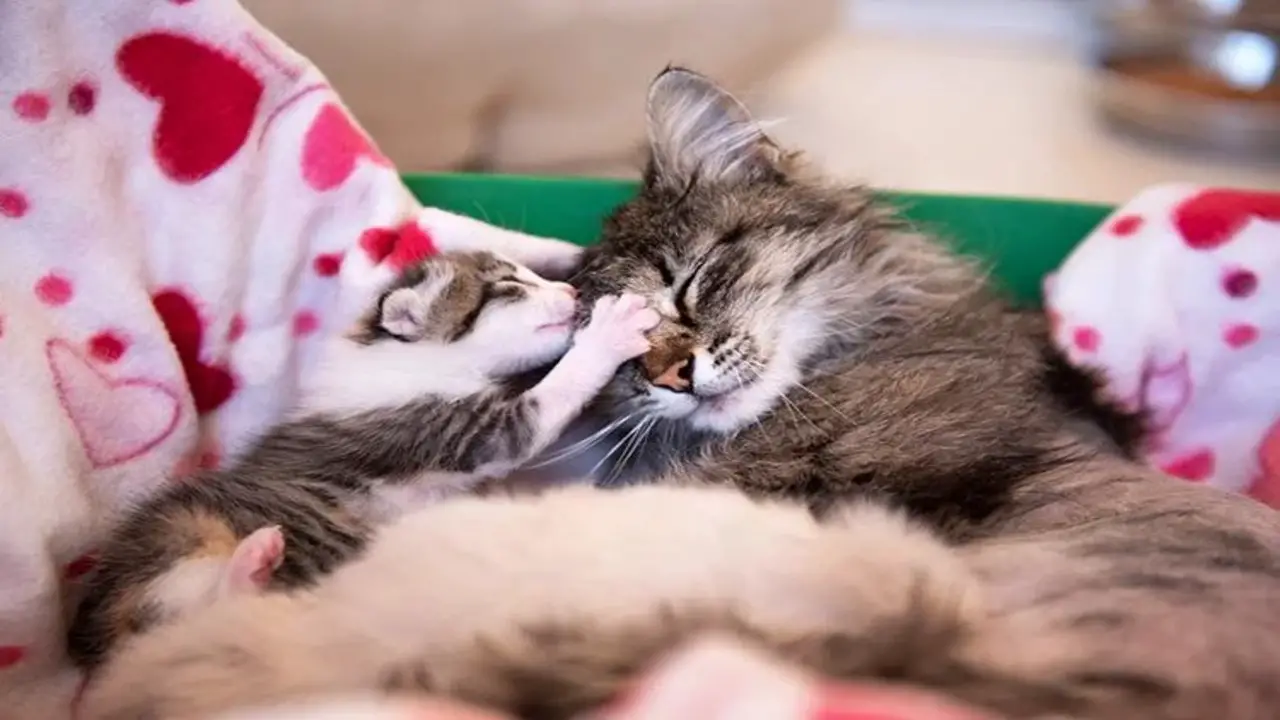 How To Help The Kittens If The Mother Is Not Caring For Them Properly