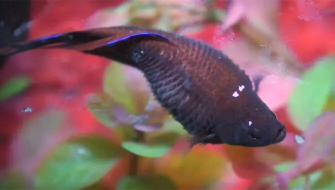 How To Prevent Dropsy In Bettas