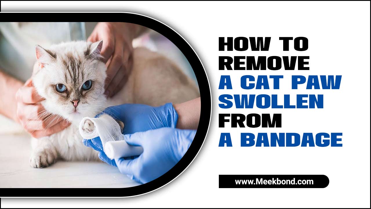 How To Remove A Cat Paw Swollen From A Bandage – Quickly And Easily