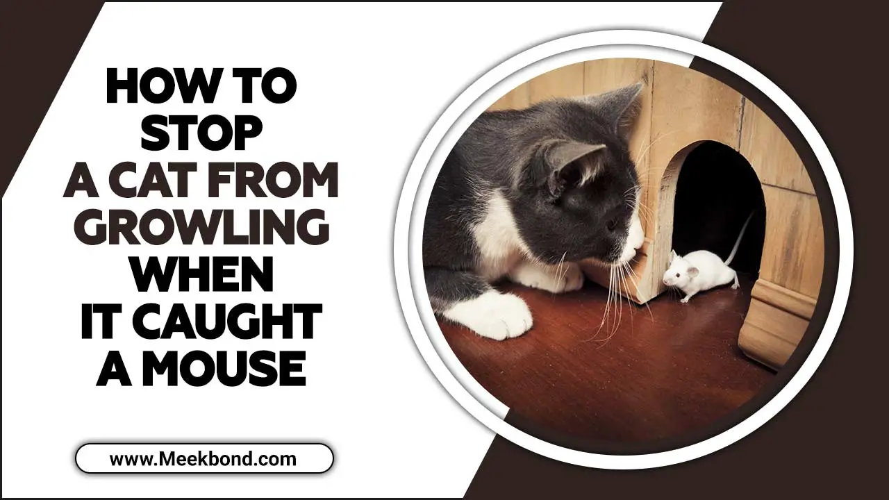 How To Stop A Cat From Growling When It Caught A Mouse – All You Need To Know