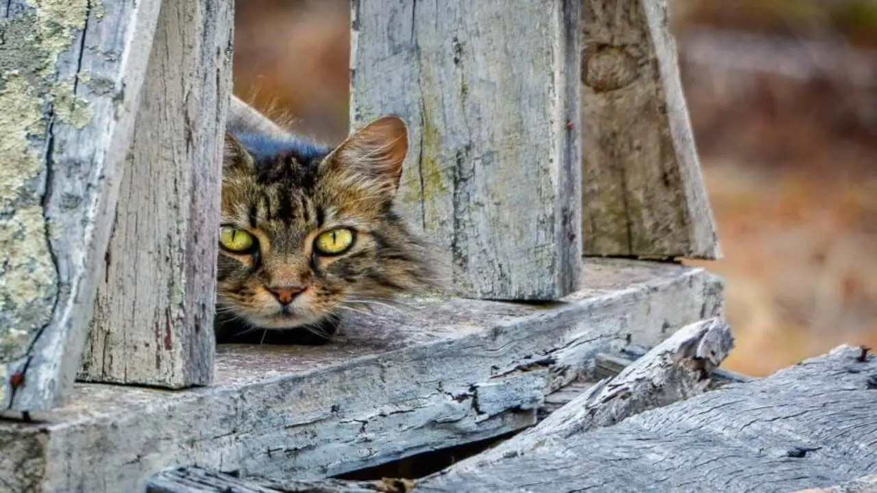 How To Stop Adopted Stray Feral Cats From Scratching Trees