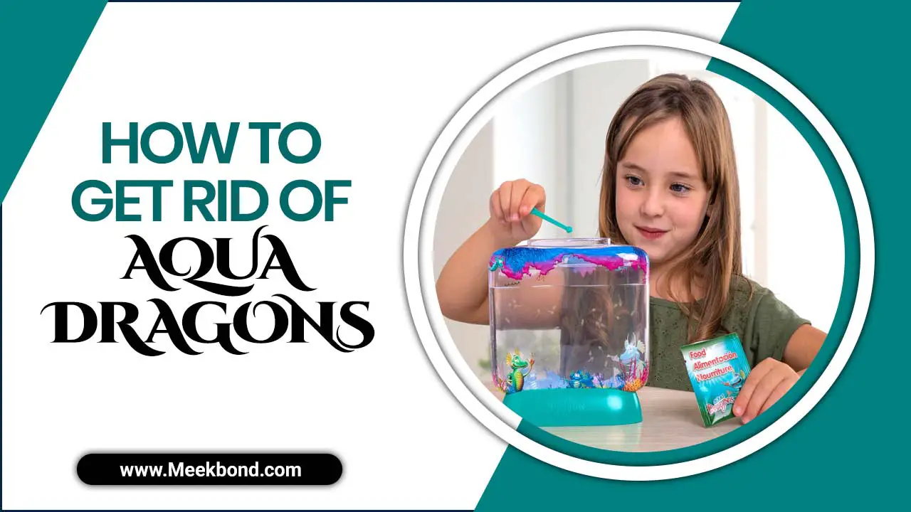 How To Get Rid Of Aqua Dragons? Simple Steps To Do