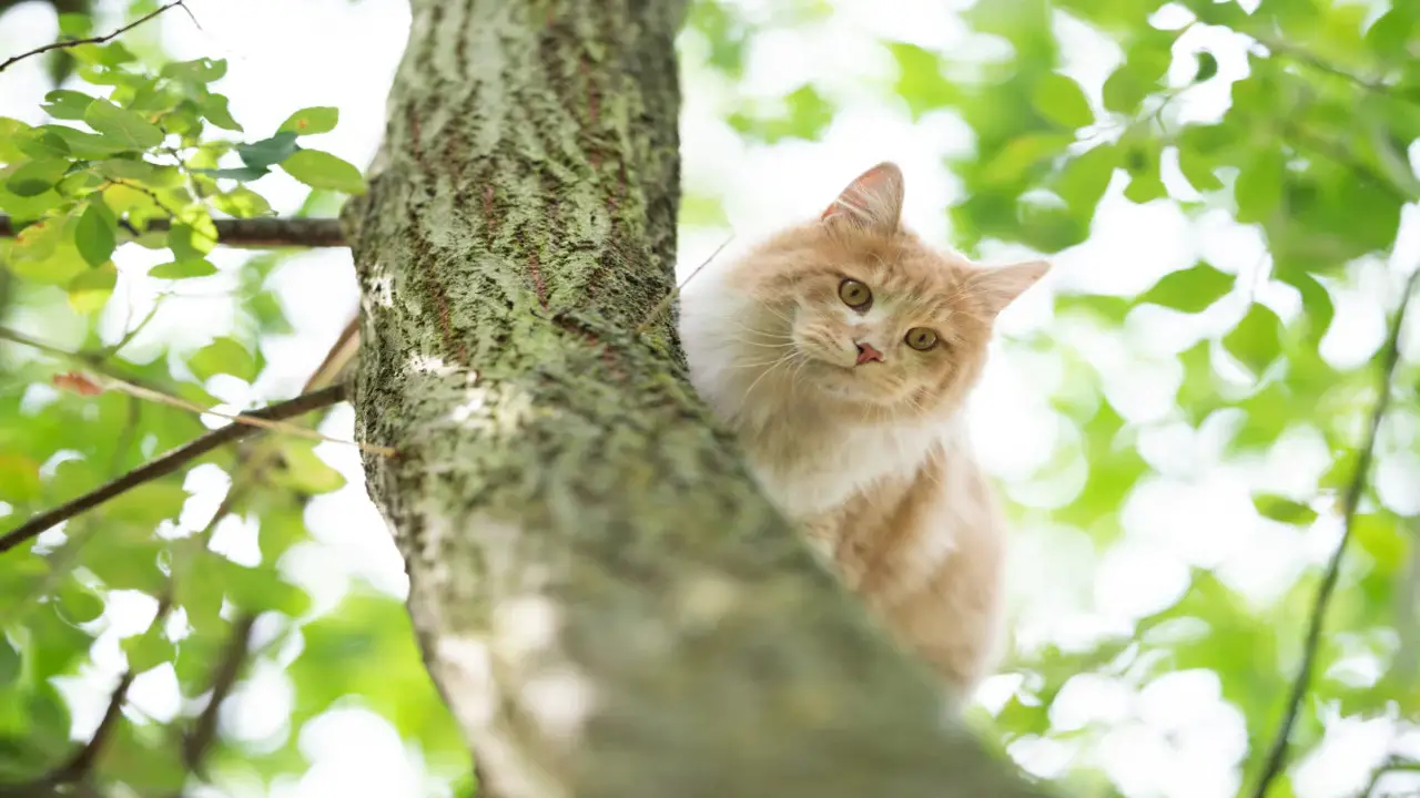 Is It True That A Cat Can Kill A Tree