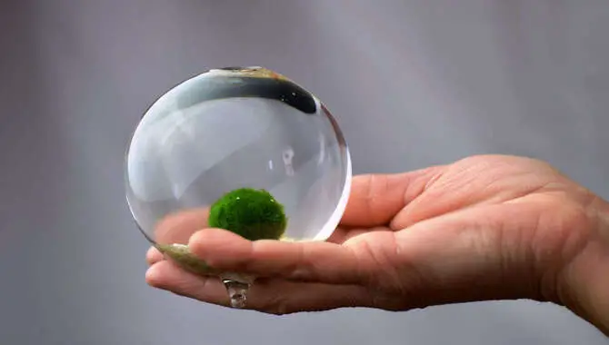 Marimo Moss Ball Terrariums 101 Choosing The Right Container