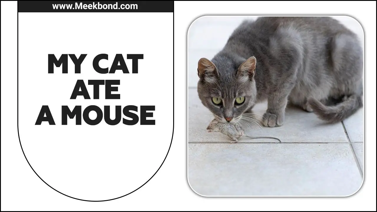 My Cat Ate A Mouse – What To Do?